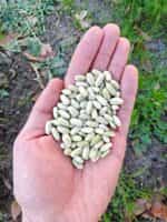 Φασολάκι ''Paulista'' Καθιστό - Image 2