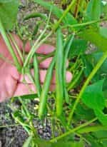 Φασολάκι ''Paulista'' Καθιστό - Image 3