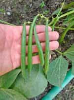 Φασολάκι ''Paulista'' Καθιστό - Image 4