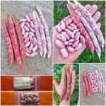 Φασόλι ''Pink Candy'' Ημισκαλωτό