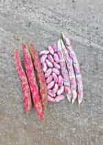 Φασόλι ''Pink Candy'' Ημισκαλωτό - Image 2