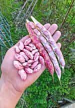 Φασόλι ''Pink Candy'' Ημισκαλωτό - Image 3