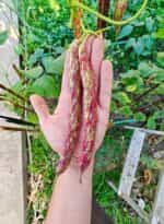 Φασόλι ''Pink Candy'' Ημισκαλωτό - Image 4