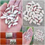 Φασόλι ''Soldier Bean'' Καθιστό