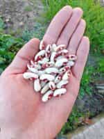 Φασόλι ''Soldier Bean'' Καθιστό - Image 2