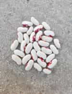 Φασόλι ''Soldier Bean'' Καθιστό - Image 3