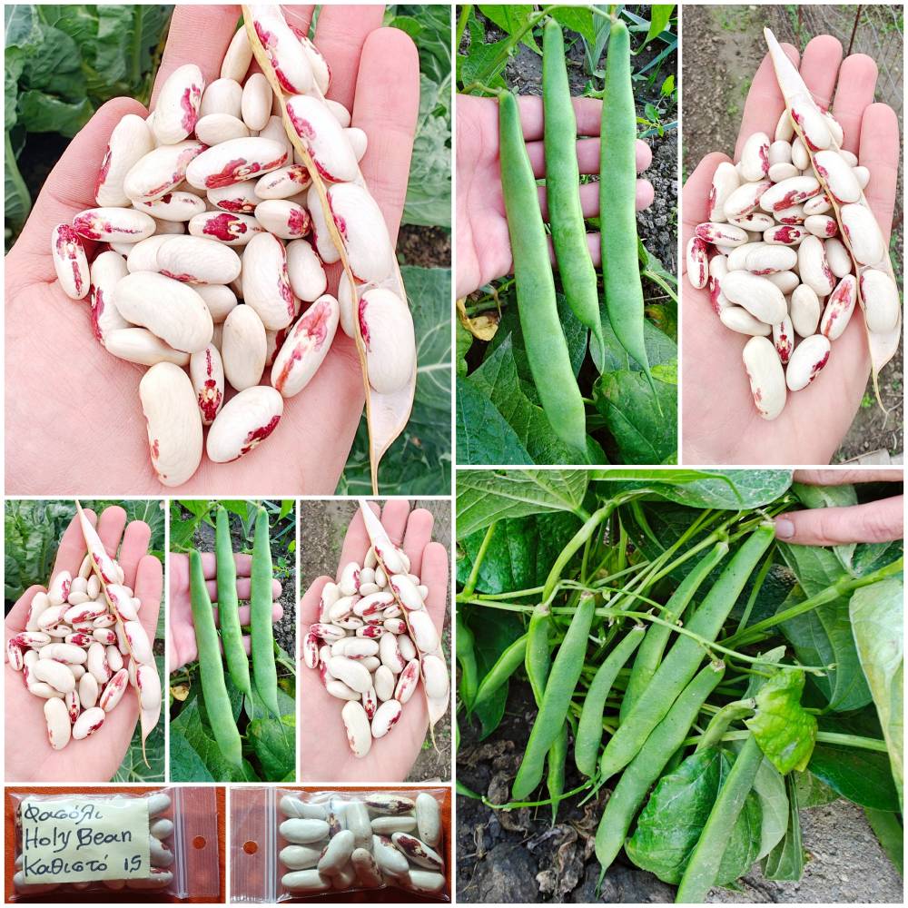 635a Φασόλι ''Holy Bean'' Παραδοσιακό Καθιστό - Image 1