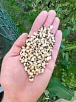 Φασόλι ''Μαυρομάτικο'' Ημισκαλωτό - Image 2