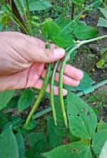 Φασόλι ''Μαυρομάτικο'' Ημισκαλωτό - Image 3