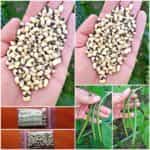 Φασόλι ''Μαυρομάτικο'' Ημισκαλωτό