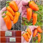 Πιπεριά Πορτοκαλί ''Hamik'' Γλυκιά