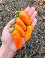 Πιπεριά Πορτοκαλί ''Hamik'' Γλυκιά - Image 2