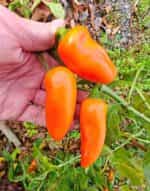 Πιπεριά Πορτοκαλί ''Hamik'' Γλυκιά - Image 3