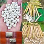 Φασόλι ''Cocagne'' Καθιστό