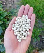 Φασόλι ''Cocagne'' Καθιστό - Image 2