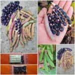 Φασόλι ''Succotash'' Ημισκαλωτό