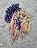 Φασόλι ''Succotash'' Ημισκαλωτό - Image 2