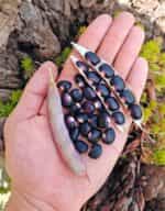 Φασόλι ''Succotash'' Ημισκαλωτό - Image 3