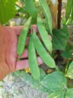 Φασόλι ''Succotash'' Ημισκαλωτό - Image 4