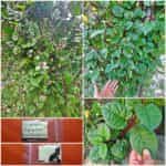 Σπανάκι ''Malabar Red'' Αναρριχώμενο