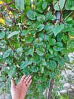 Σπανάκι ''Malabar Red'' Αναρριχώμενο - Image 2