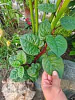 Σπανάκι ''Malabar Red'' Αναρριχώμενο - Image 3