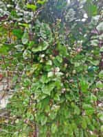 Σπανάκι ''Malabar Red'' Αναρριχώμενο - Image 4