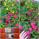 Νυχτολούλουδο Μιξ