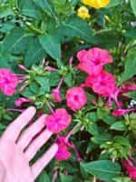 Νυχτολούλουδο Μιξ - Image 3