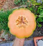 Πεπόνι ''Mantovano'' - Image 2