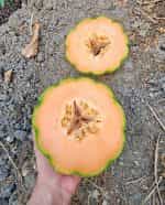 Πεπόνι ''Mantovano'' - Image 3