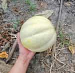 Πεπόνι ''Mantovano'' - Image 4