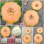 Πεπόνι ''Mantovano''