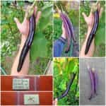 Μελιτζάνα Γίγας ''Snake of Mugla''