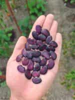 Φασόλι ''Black Star'' Lima Σκαλωτό - Image 2