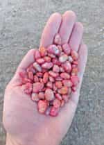 Φασόλι ''Andromeda'' Lima Σκαλωτό - Image 2