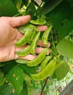 Φασόλι ''Andromeda'' Lima Σκαλωτό - Image 3