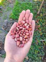 Φασόλι ''Andromeda'' Lima Σκαλωτό - Image 4