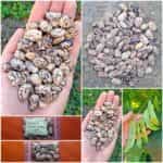 Φασόλι ''Terracotta'' Lima Σκαλωτό