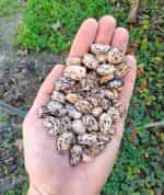 Φασόλι ''Terracotta'' Lima Σκαλωτό - Image 2