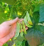 Φασόλι ''Terracotta'' Lima Σκαλωτό - Image 3