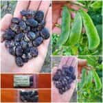 Φασόλι ''Terracotta Black'' Lima Σκαλωτό