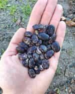 Φασόλι ''Terracotta Black'' Lima Σκαλωτό - Image 2