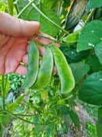 Φασόλι ''Terracotta Black'' Lima Σκαλωτό - Image 3