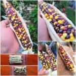 Καλαμπόκι ''Smoked Signal''