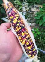 Καλαμπόκι ''Smoked Signal'' - Image 2