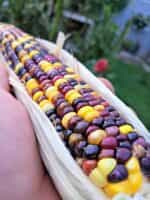 Καλαμπόκι ''Smoked Signal'' - Image 3