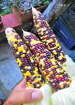 Καλαμπόκι ''Smoked Signal'' - Image 4