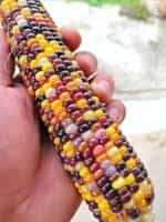 Καλαμπόκι ''Smoked Signal'' - Image 5