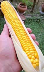 Καλαμπόκι ''Paraguayan Chipa'' - Image 3